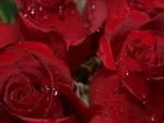 Red Roses