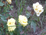 White roses