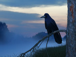 Raven