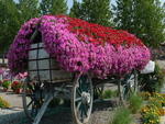 Petunias on wheels