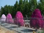 Petunia trees