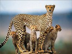 Cheetah family