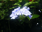 blue flower