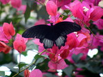 black butterfly