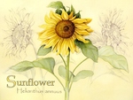 sunflower poster