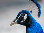 Blue Beauty Bird