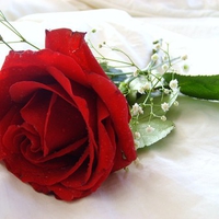 Red Rose