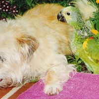 Playing in the marigolds