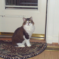 Charlie the Maine Coon Cat