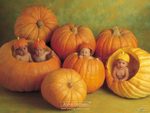 Pumpkin Babies