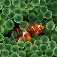 Clownfish