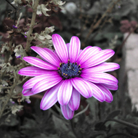 Purple flower