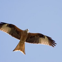 Red Kite