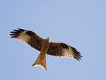 Red Kite
