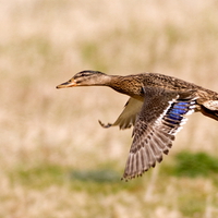 Female Mallard