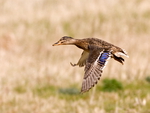 Female Mallard