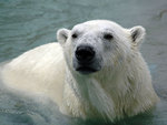 polar bear bathing