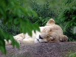 sleeping lion