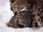 snow leopard and cub