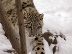 snow leopard in snow