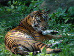 tiger laying in shade