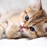 Sweet Kitten