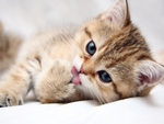 Sweet Kitten