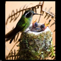 a humming bird and her babies...