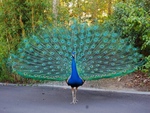 Beautiful Peacocks