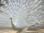 Peacock White