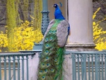 Peacock Beauty