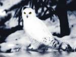 Snow Owl