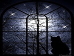 The Cat in the Night
