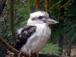 Kookaburra