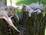 Forest Cats