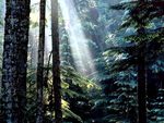 Olympic National Forest - Oregon