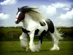 Gypsy stallion