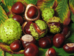 chestnuts