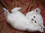 White Kitten