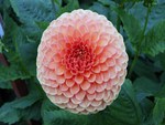 Pink dahlia