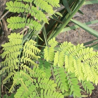 This isn't really a forest!