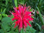 Bee Balm