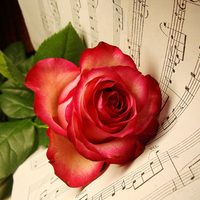 Musical Rose