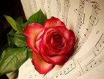 Musical Rose