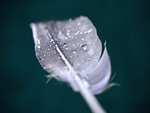 Wet feather
