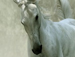White horse