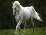 White horse