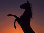 Sillhouette of horse
