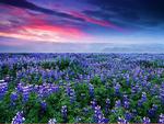 Lupine fields in the morning