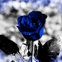 BLue.Rose.2